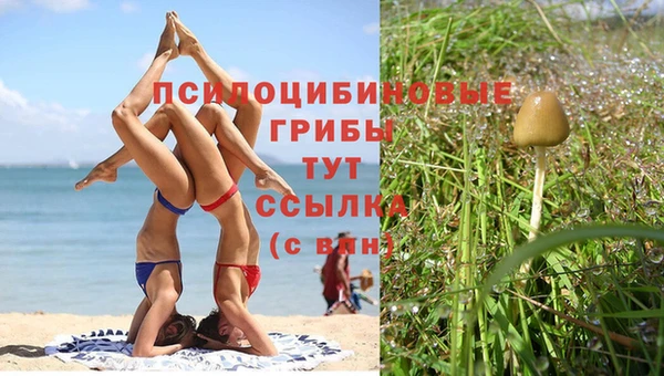 ПСИЛОЦИБИНОВЫЕ ГРИБЫ Пролетарск